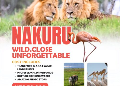 Nakuru Safari | A Wild, Close, and Unforgettable Wildlife Experience | Pomper Adventures